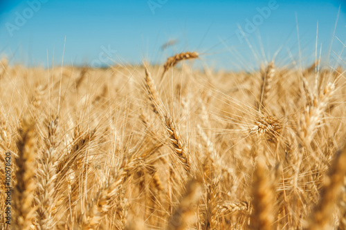 Gold wheat field and blue sky