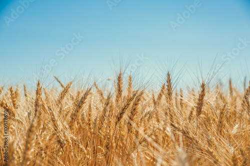 Gold wheat field and blue sky