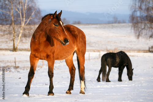Rural scene with two horses in snow on a cold winter day.