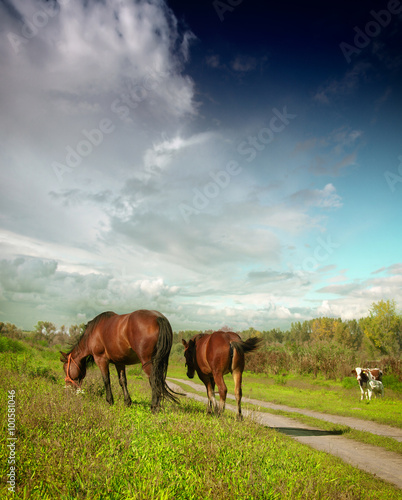 Two Horses Standing in Green Meadow