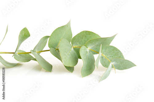 eucalyptus isolated on white photo