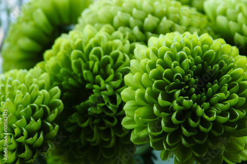 Fototapeta Naklejka Na Ścianę i Meble -  Dahlias en fleur