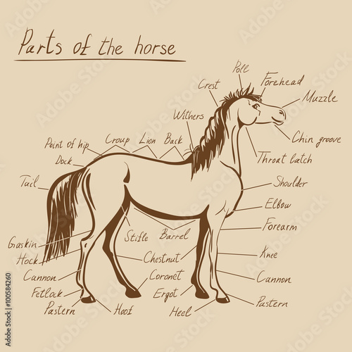 Parts of horse. Equine anatomy. Equestrian scheme with text on craft paper. Hand drawing vector illustration.