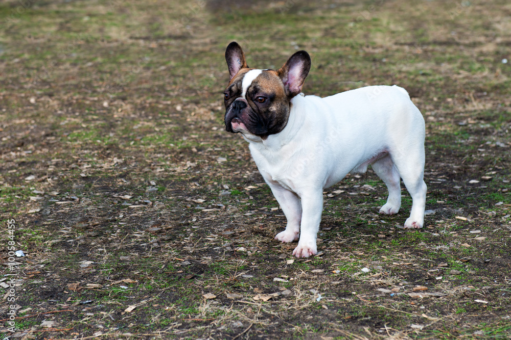 French Bulldog looks. The French Bulldog is in the park.
