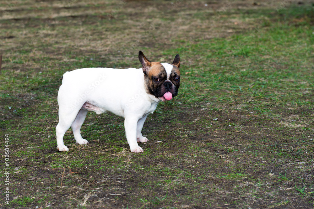French Bulldog with tongue. The French Bulldog is in the park.