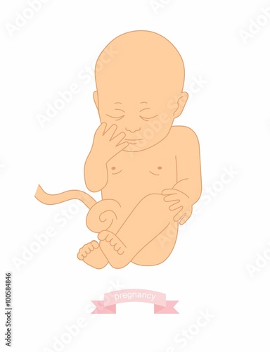 illustration of a baby in the womb