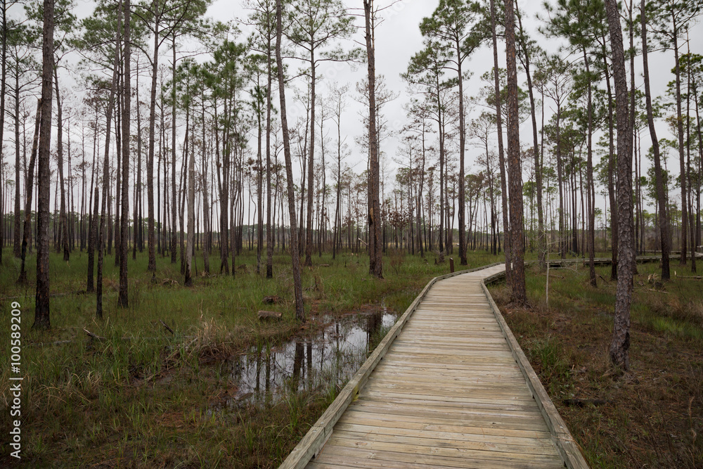 Wooden walkway in winter swamp