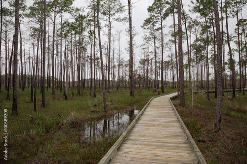 Wooden walkway in winter swamp