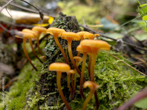 Freshly Sprouting Mushrooms in the Wet Season