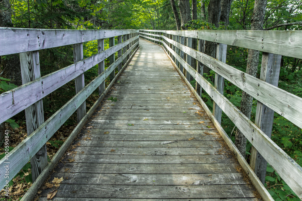 Around The Bend. Wooden boardwalk winds through a peaceful northern forest.