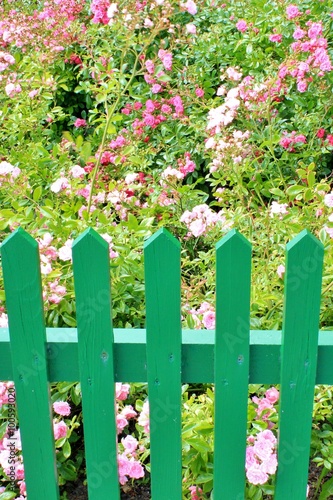 Frontgarden with roses and green fence photo