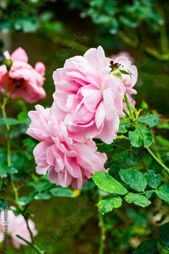 Milrose or Pink Rose in Garden photo