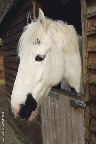 Beautiful purebred horse in the barn door