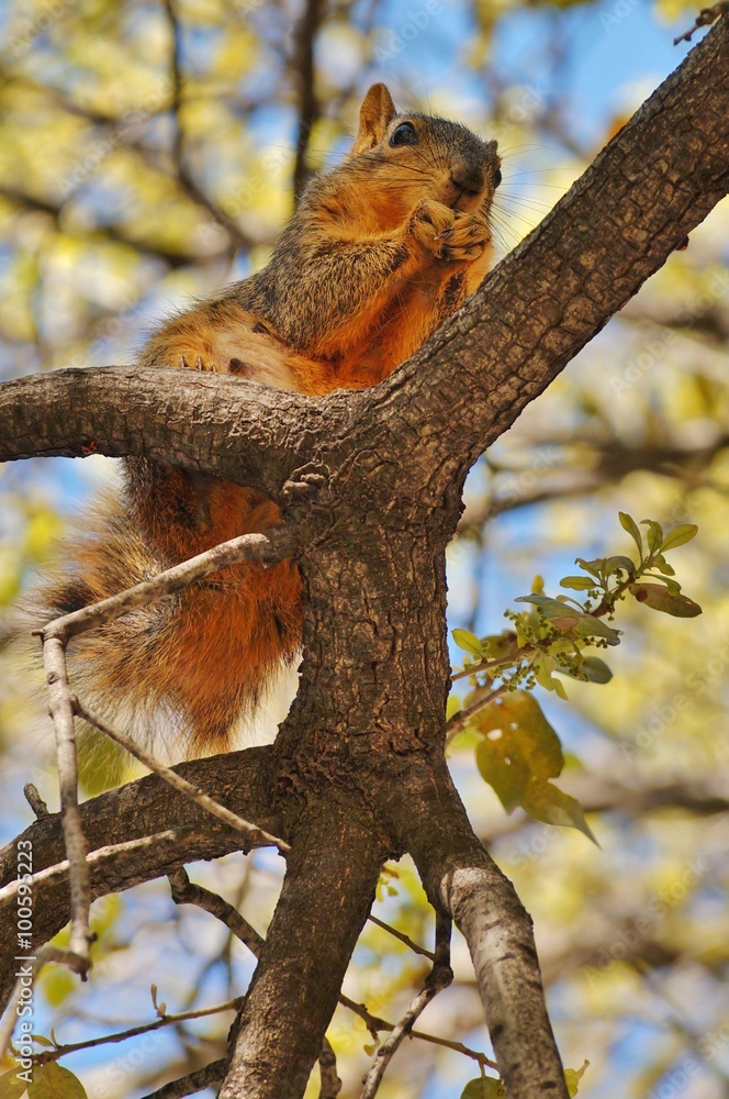 Wild red squirrel up in a tree