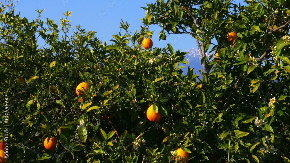 Winter change, Spring coming, orange trees over snowy mountain background Winter change, Spring coming, orange trees over snowy mountain background