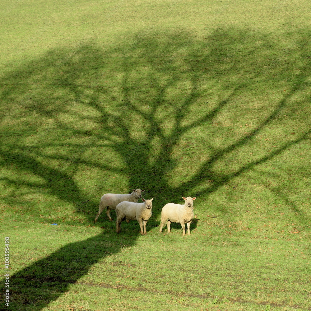 Sheep with beautiful shadows graze in the field Sheep with beautiful shadows graze in the field