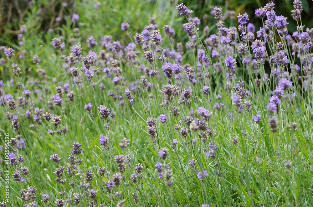 Purple English lavender in bloom