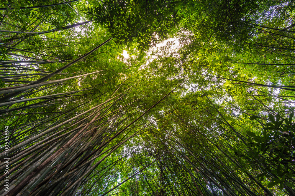 Fototapeta premium Bamboo forest