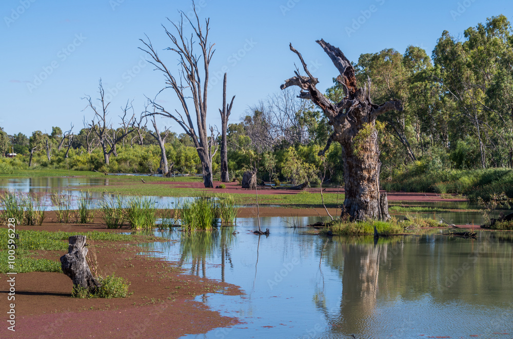 The Murray River National Park in outback South Australia has beautiful ...