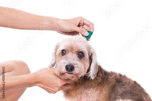 tick and flea prevention for a dog photo