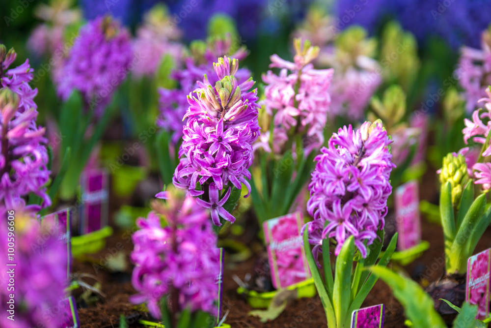 Spring flower. hyacinth