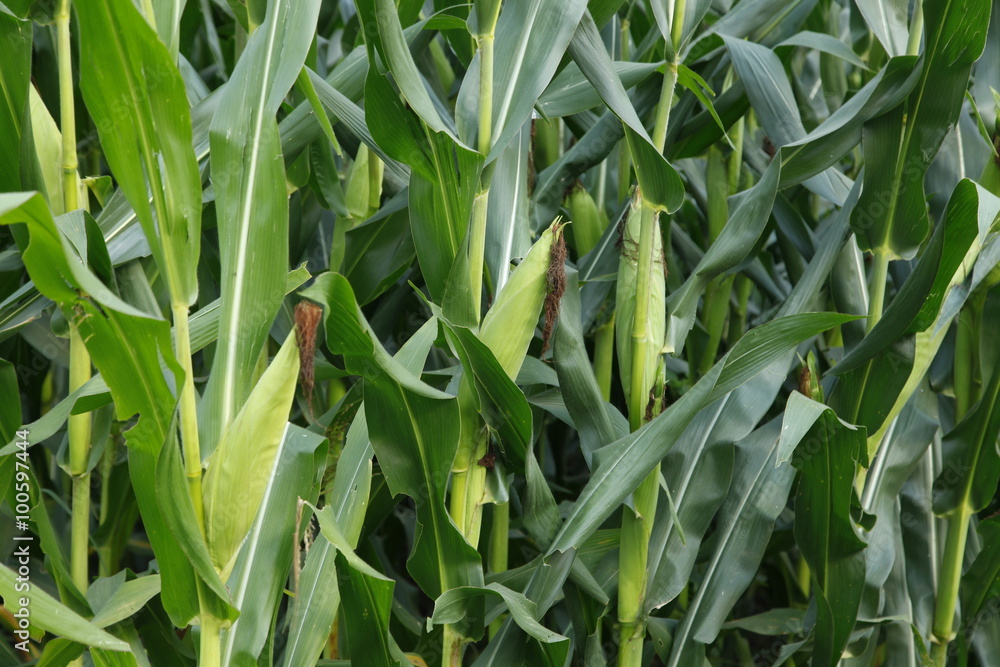 Fototapeta premium The fields of corn
