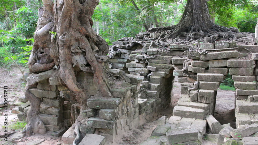 huge tropical tree growing over stones huge tropical tree growing over stones