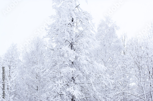 The trees covered with snow