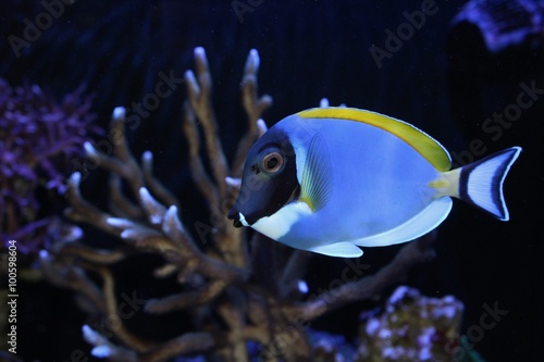 Cuadro en lienzo Powder blue tang