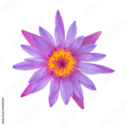 Purple water lily isolated on white background