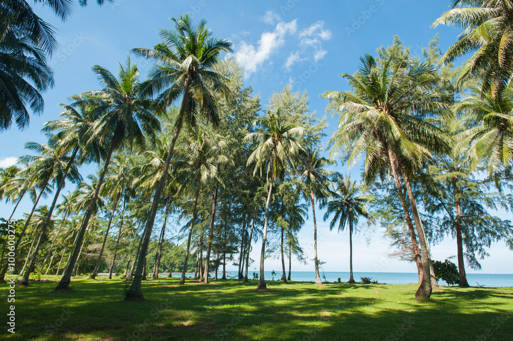 Fototapeta premium Coconut palm trees perspective view