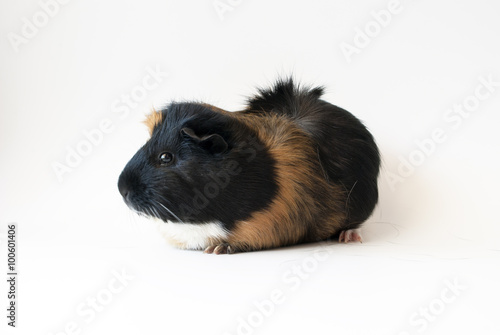 pet guinea pig on white background photo