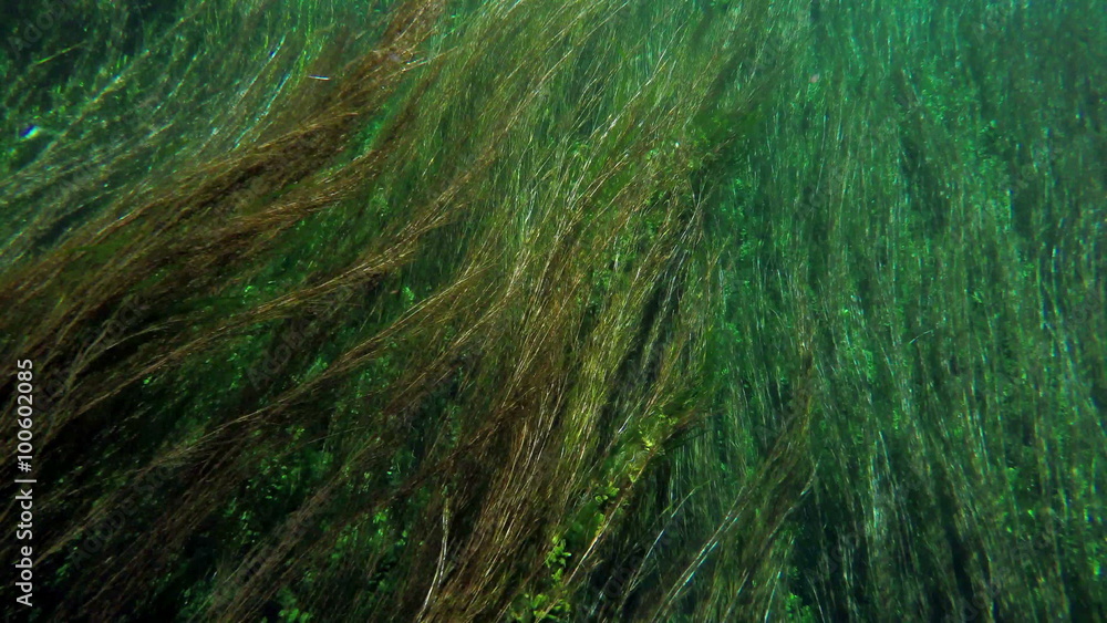 boat trip, reeds, bizarre underwater of azmak river, turkey. boat trip, reeds, bizarre underwater of azmak river, turkey.
