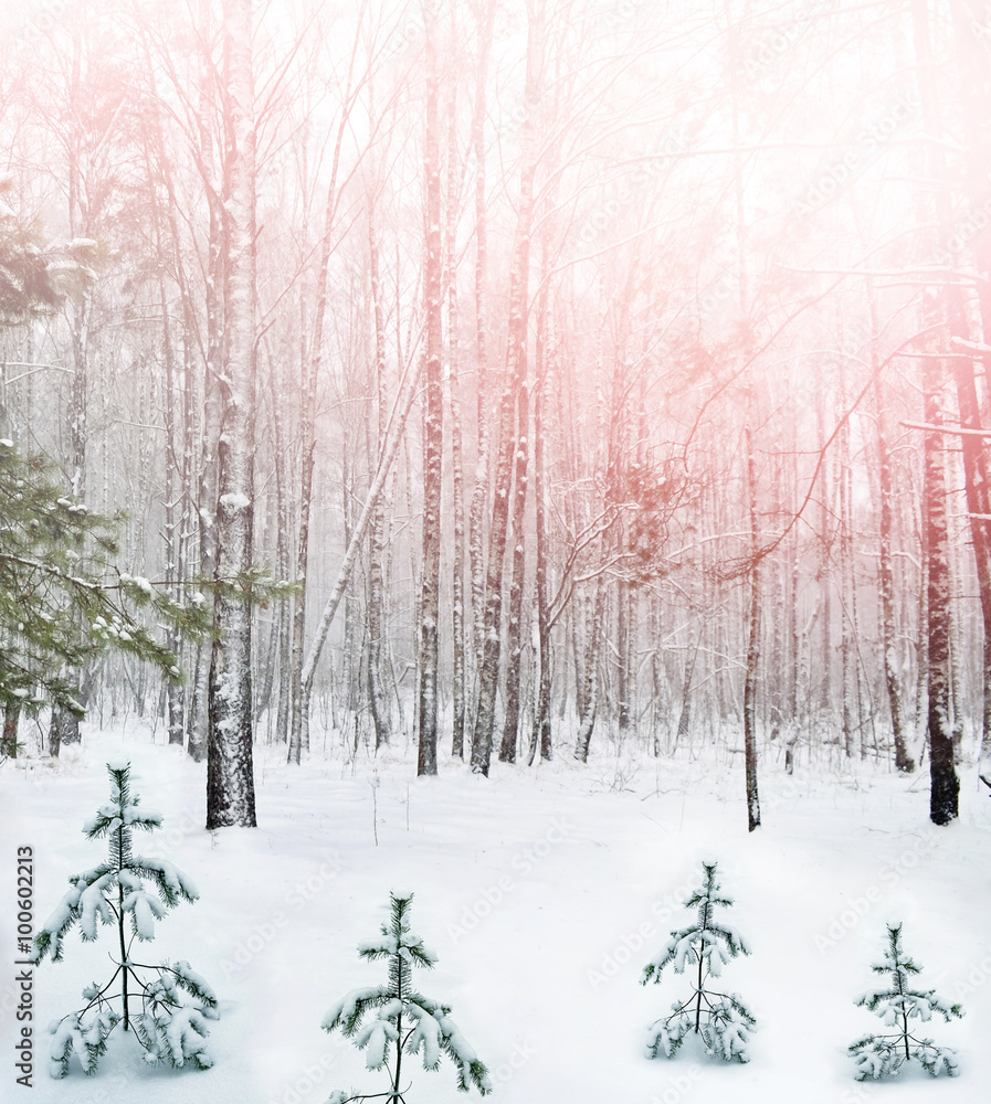Fototapeta premium winter woods. Winter landscape.