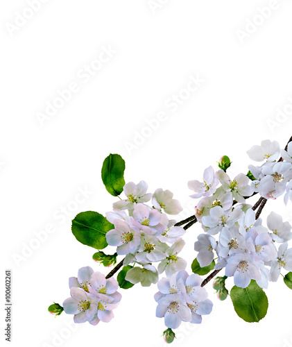 White apple flowers branch isolated on white background