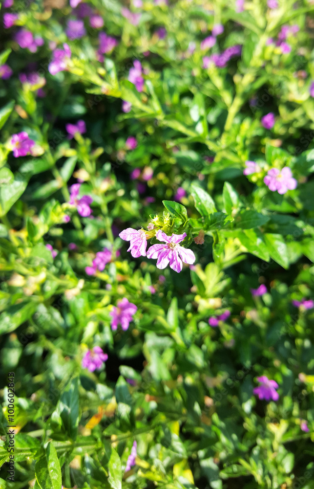 Tiny purple flower in the green field