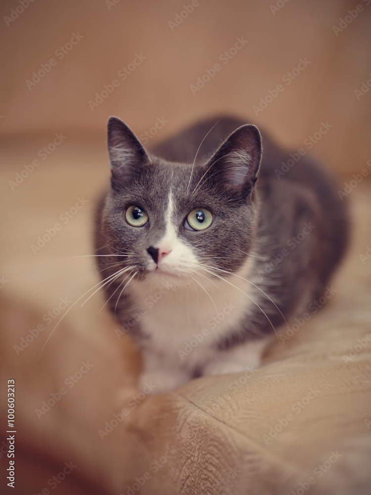 Smoky-gray with white a domestic cat. Smoky-gray with white a domestic cat.