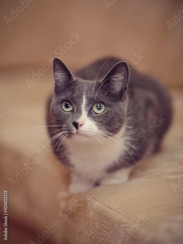 Smoky-gray with white a domestic cat.