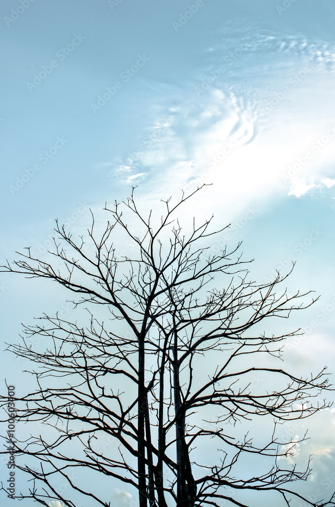 Trees in silhouette on blue sky background Trees in silhouette on blue sky background