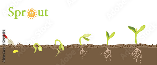 Pictures of a plant growing from seed to plant
