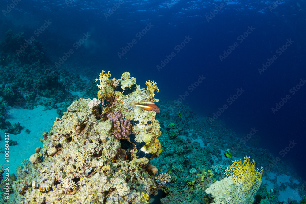 Obraz premium Blackside hawkfish