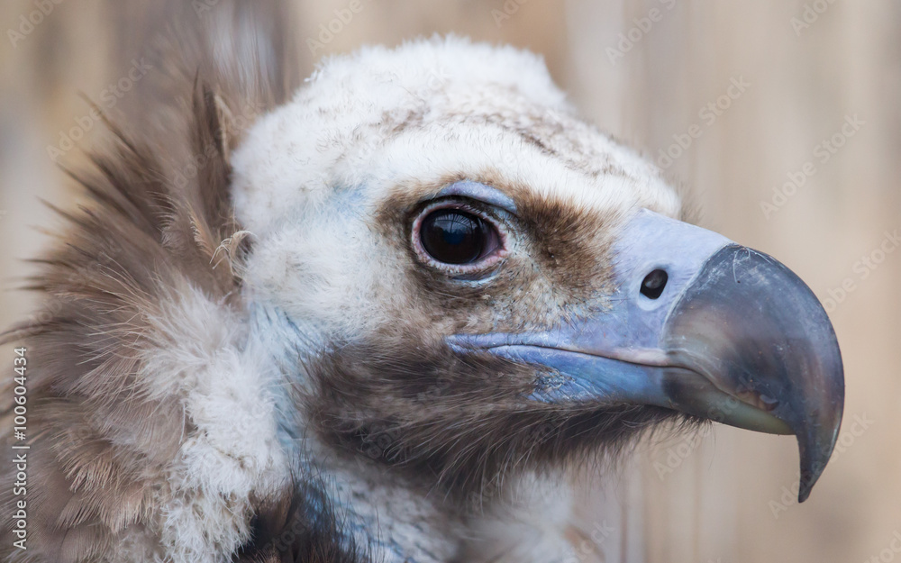 Face portrait of a Cinereous Vulture (Aegypius monachus) Face portrait of a Cinereous Vulture (Aegypius monachus)