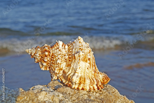Shells on the seashore