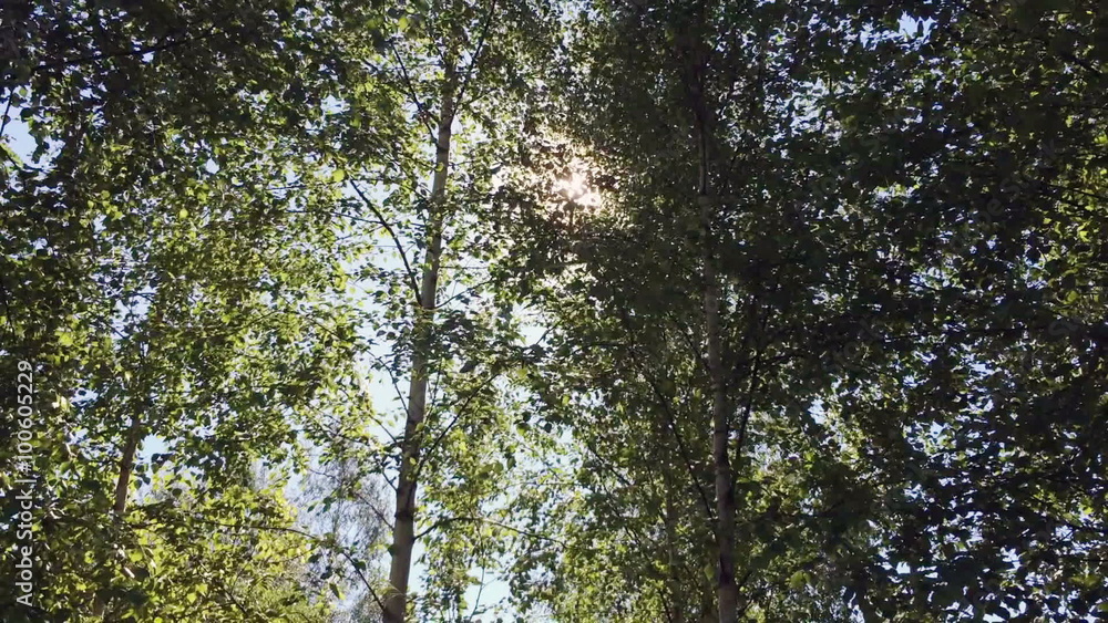 the sun appears through branches of trees the sun appears through branches of trees