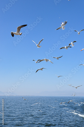 The beauty of the sea gull