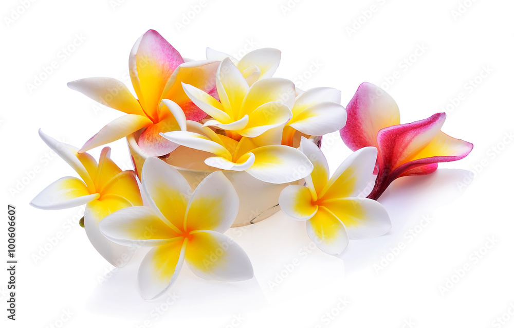 frangipani flower isolated white background