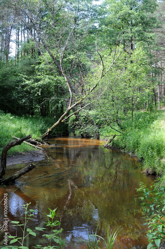 forest river