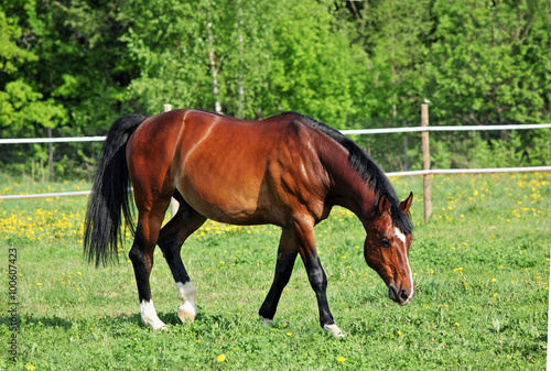 Brown horse in corral with white fence