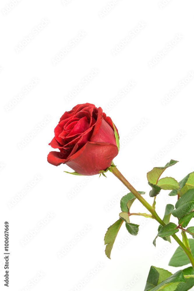 Fototapeta premium Rose in white background