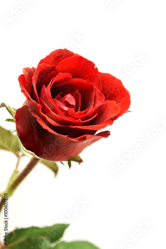 Rose in white background